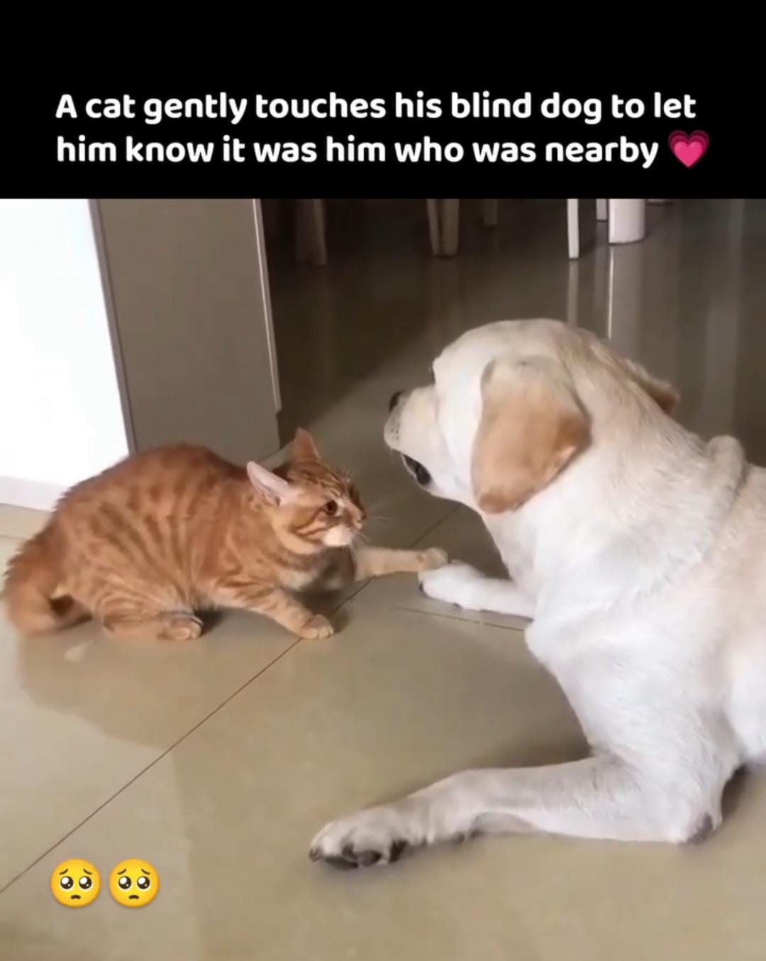 “তুমি একা নও”— অন্ধ কুকুরকে সান্ত্বনা দিচ্ছে বিড়াল, আবেগে ভাসছে ইন্টারনেট