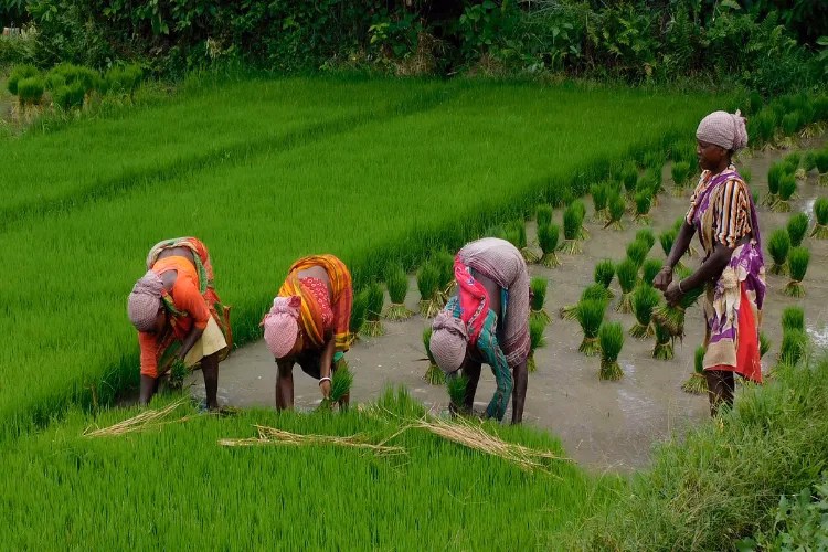 কেওয়ালায় কৃষক থেকে স্টার্টআপ: ‘AgriNext’ প্রকল্পের সঙ্গে নতুন সূচনা