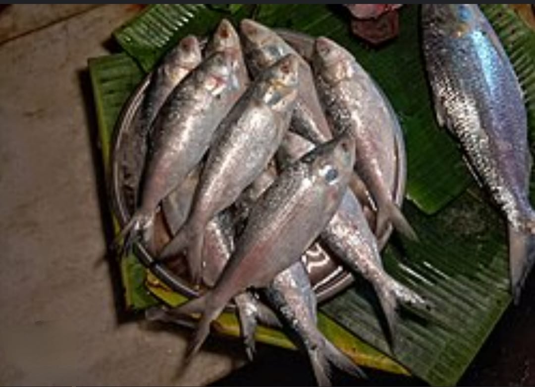 “ইলিশের মরশুমে স্বাদে মাতোয়ারা বাঙালি: বাজারে ফিরল রুপোলি সুখ”