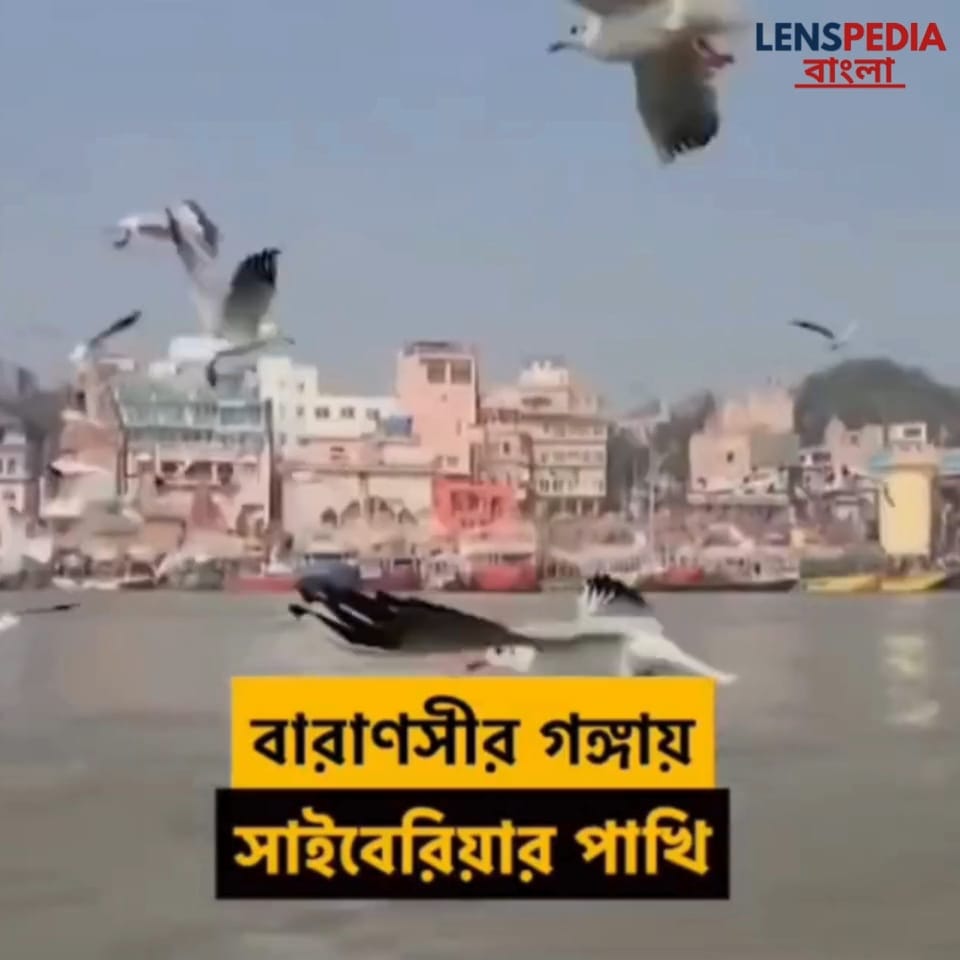 বারাণসী গঙ্গায় সাইবেরিয়া থেকে আসা পাখি