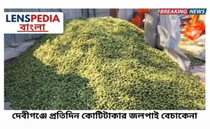 দেবীগঞ্জে প্রতিদিন কোটিটাকার জলপাই বেচাকেনা: আঞ্চলিক অর্থনীতিতে এক নতুন দিগন্ত