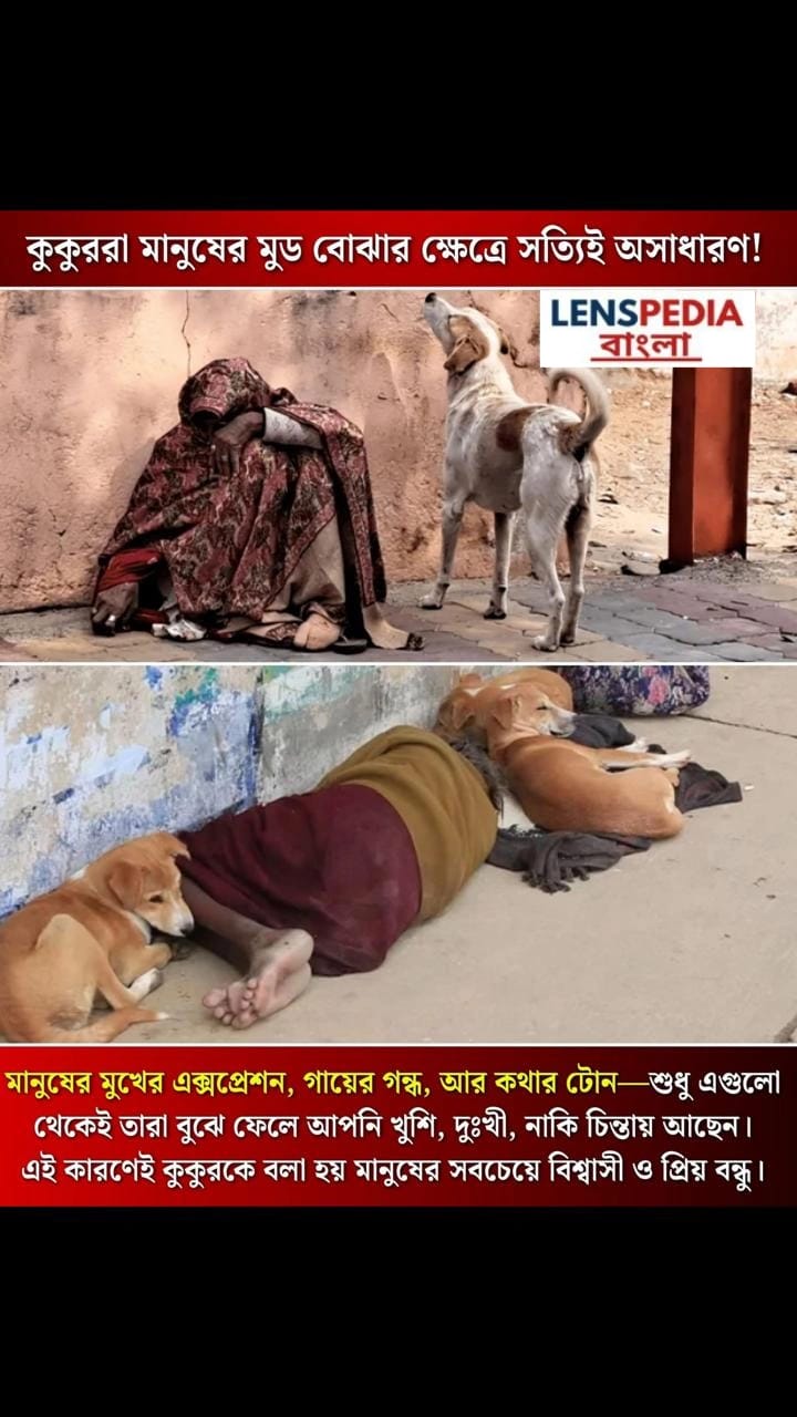 কুকুর: মানুষের আবেগ বোঝার অসাধারণ ক্ষমতাসম্পন্ন বন্ধু