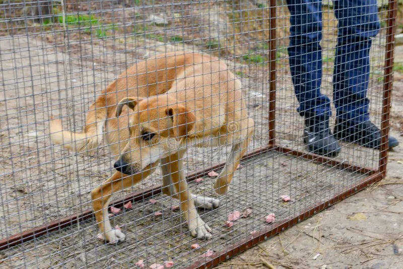 পথকুকুর নিয়ন্ত্রণে নয়া সিদ্ধান্ত কলকাতা পুরসভার, ডগ পাউন্ডে ৭ দিনের পর্যবেক্ষণের পর নির্বীজকরণ
