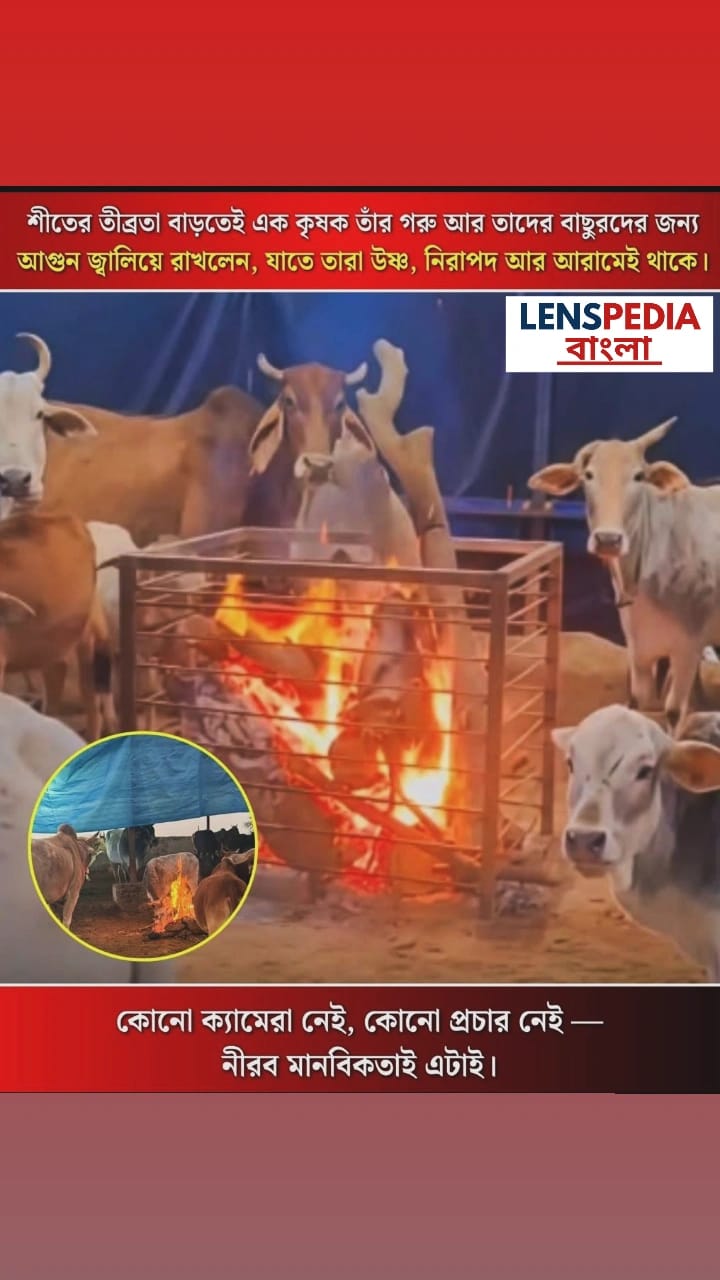 শীতে কাঁপছে প্রকৃতি, কিন্তু এক কৃষকের আগুনে উষ্ণ মানবিকতা নীরবে গরু আর বাছুরদের আগলে রাখার গল্প