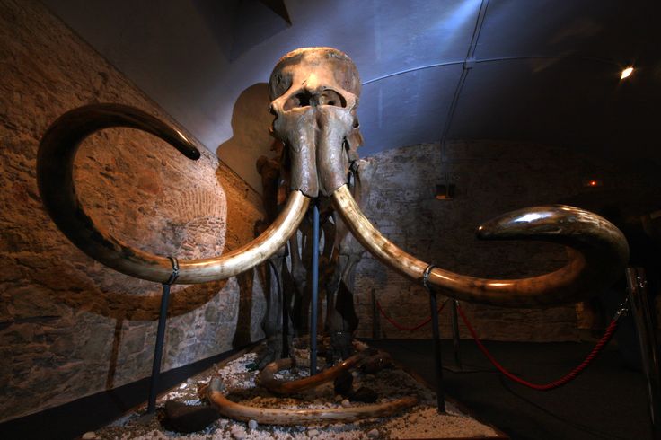 বিলুপ্ত লোমশ ম্যামথের জীবাশ্ম ভেবে সাজানো হয়েছিল জাদুঘরে ৭০ বছরের ভ্রান্ত ধারণা ভেঙে 