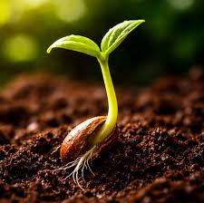 মঙ্গলেও কি জন্মাবে সবুজ দুই অণুজীব বদলে দিতে পারে ভবিষ্যৎ