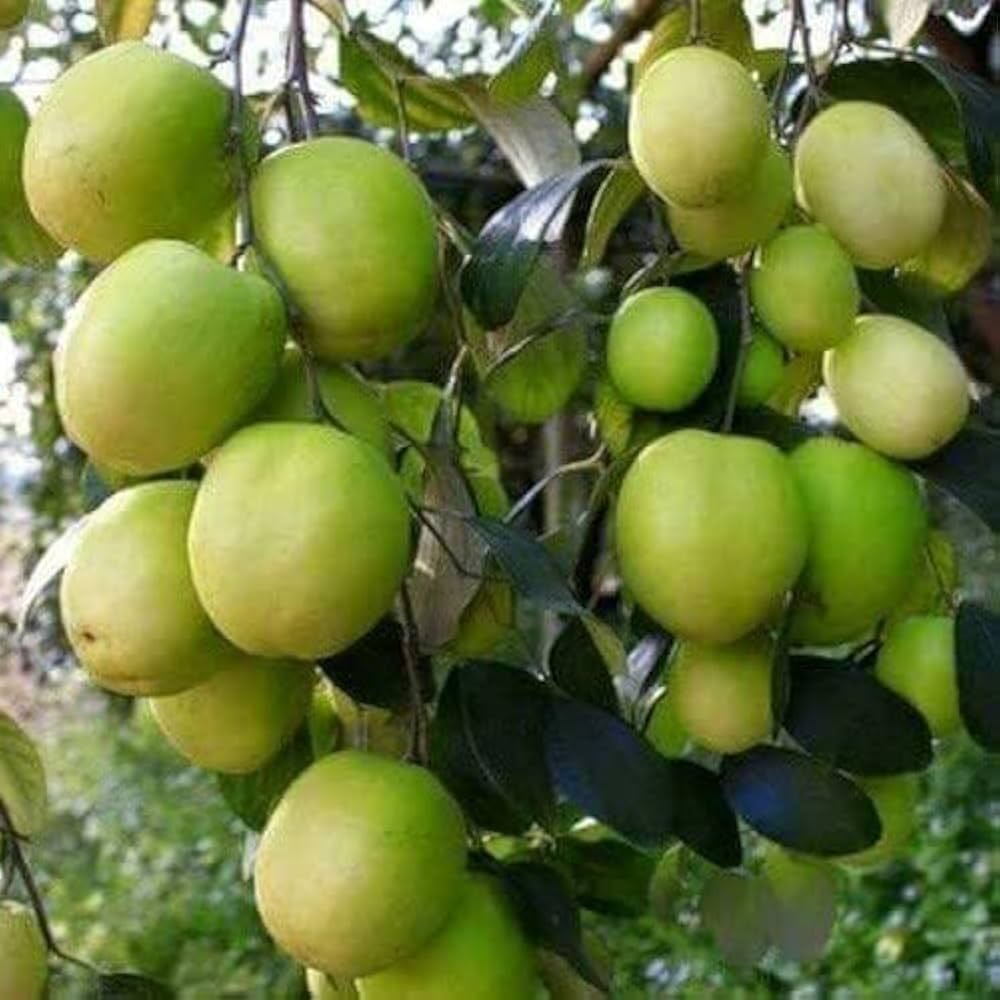 বসন্তের এই সুপারফ্রুট লিভার ও পুরো শরীর ডিটক্সে সাহায্য করে 