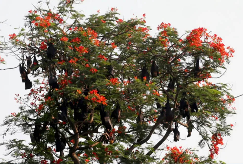 বাদুড়দের ব্লাড টেস্ট আলিপুর চিড়িয়াখানা থেকে ধরার অনুমতি নিপা আতঙ্কে রক্ত নিয়ে হল RT PCR