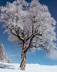 তুষারঝড়ে বিকট শব্দে ফাটছে গাছ! আমেরিকায় রহস্যময় ‘বৃক্ষ বিস্ফোরণ’-এর আসল কারণ জানালেন বিজ্ঞানীরা
