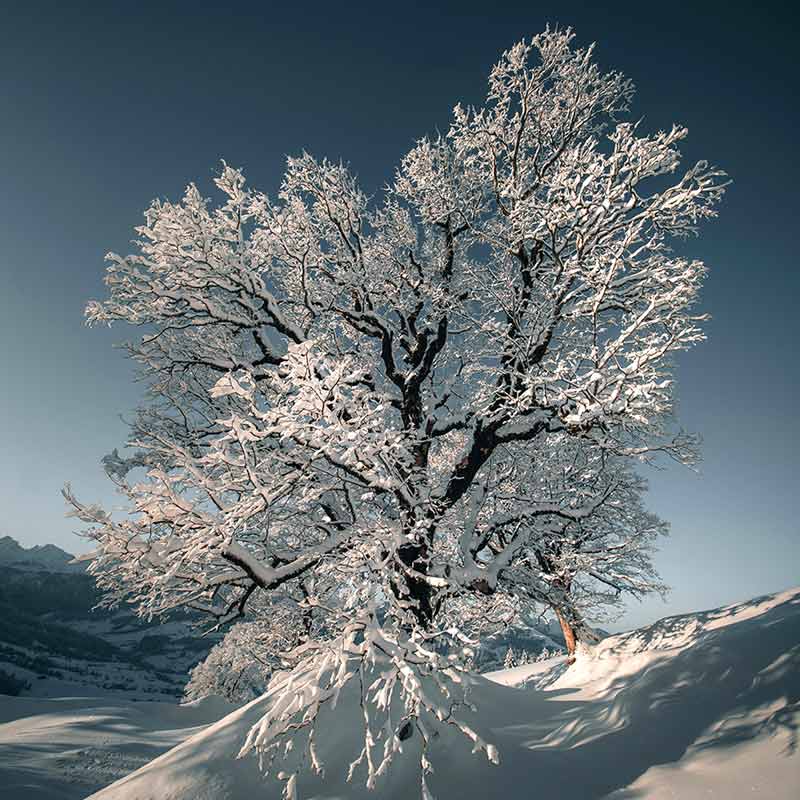 তুষারঝড়ের মাঝেই বিকট শব্দে ফাটছে একের পর এক গাছ! আমেরিকায় এই ‘বৃক্ষ বিস্ফোরণের’ নেপথ্যে কারণ কী?
