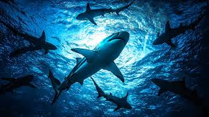 সাড়ে ৩২ কোটি বছরের পুরনো হাঙরের সন্ধান! ‘অদৃশ্য’ সমুদ্রগুহায় মিলল বিস্ময়কর জীবাশ্ম