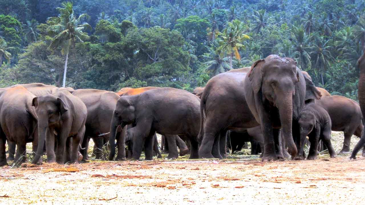 মেদিনীপুরের জঙ্গলে আতঙ্ক: দাপিয়ে বেড়াচ্ছে হাতির দল দলছুট দাঁতালের হামলায় গুরুতর জখম দুই