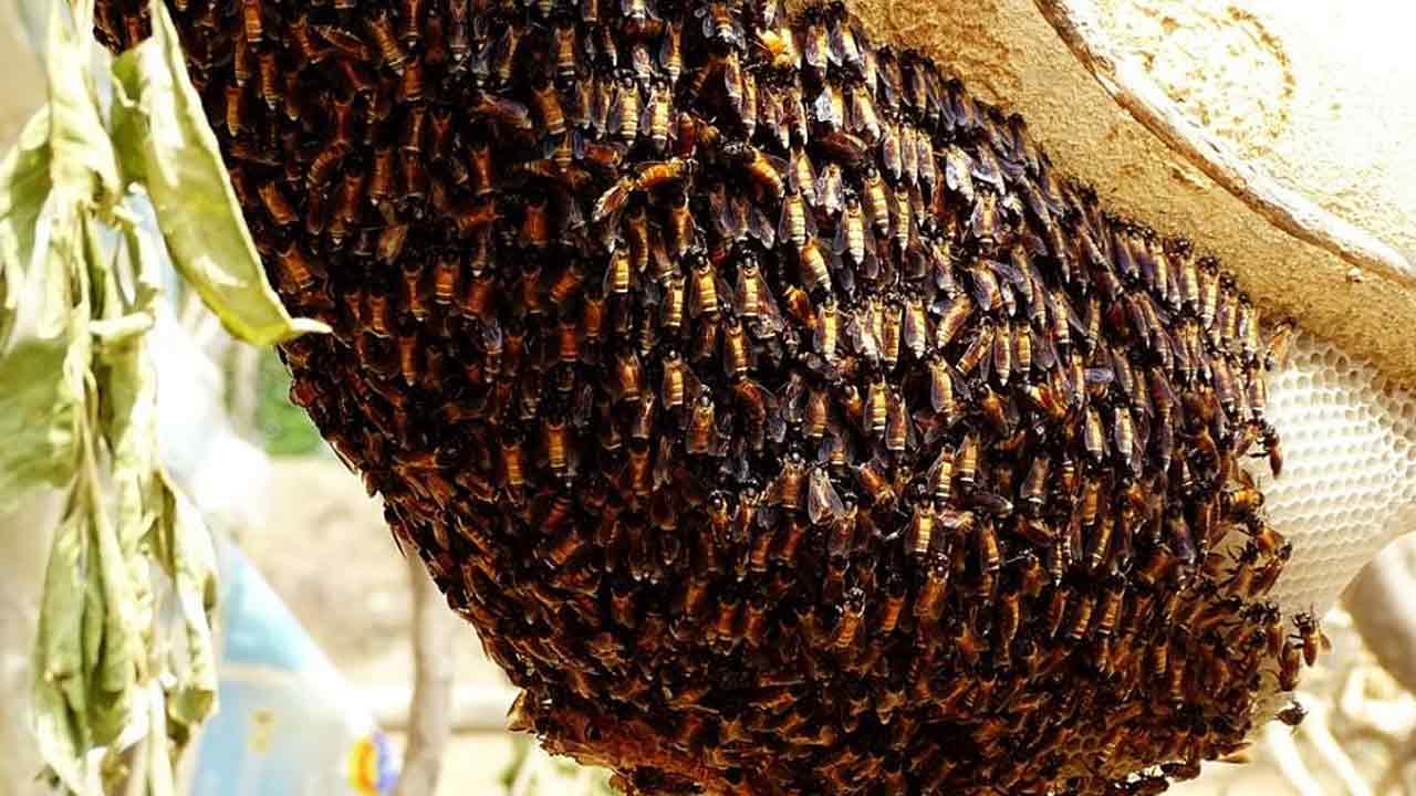 মাধ্যমিক পরীক্ষাকেন্দ্রে মৌমাছির হানা  অভিভাবক পুলিশ-রাস্তায় চলাচলকারীরা আক্রান্ত  চরম আতঙ্ক