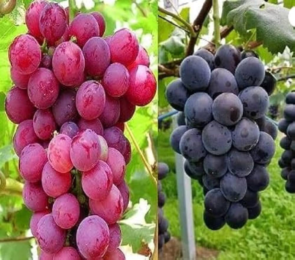 আঙুর থেকে পেস্টিসাইডস পুরোপুরি দূর করার সহজ ও নিরাপদ উপায় জানেন তো  এই কয়েকটি ধাপ মেনে চললেই নিশ্চিন্তে খেতে পারবেন