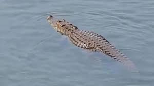  পরিচালক জানান তাঁরা একটা নদীর ধারে শ্যুটিং করছিলেন গোটা টিম নিয়ে। জানতেন ও না সেখানে ওঁৎ পেতে রয়েছে কুমির