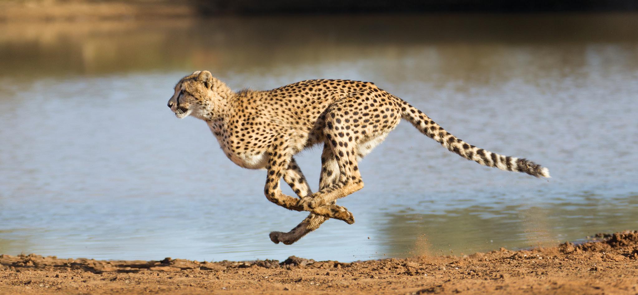 নামিবিয়া থেকে চিতা এনে ভারতে, ডেরা সেই কুনোতে নতুন অধ্যায়  