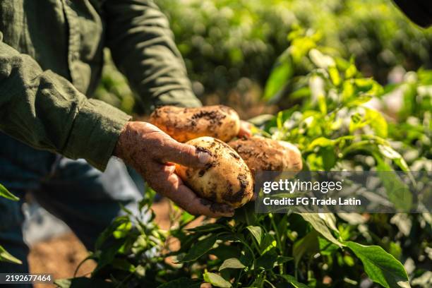 সব আলু সরকার কিনলে তবেই লাভ  দাবি চাষিদের