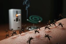 গরম পড়তেই মশার দাপট  কয়েল বা স্প্রে ছাড়াই মশা তাড়ান এই ৫টি ঘরোয়া উপায়ে