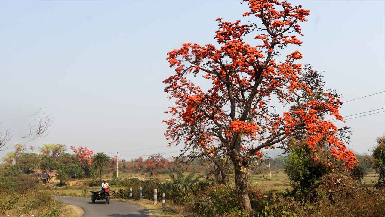 শেষবেলায় শিমুল পলাশ দেখতে চলুন বাঙালির হাওয়া বদলের পুরনো ঠিকানা গিরিডি মধুপুরে