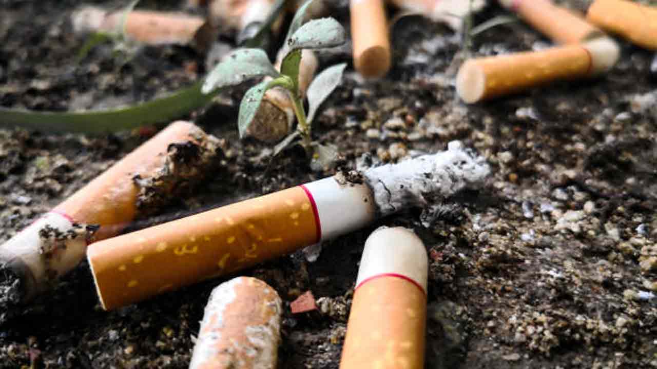 মাটিতে মিশতেই চায় না সিগারেটের ফিল্টার ১০ বছর পরেও বিষ ছড়ায় পরিবেশে জানা গেল নতুন গবেষণায়