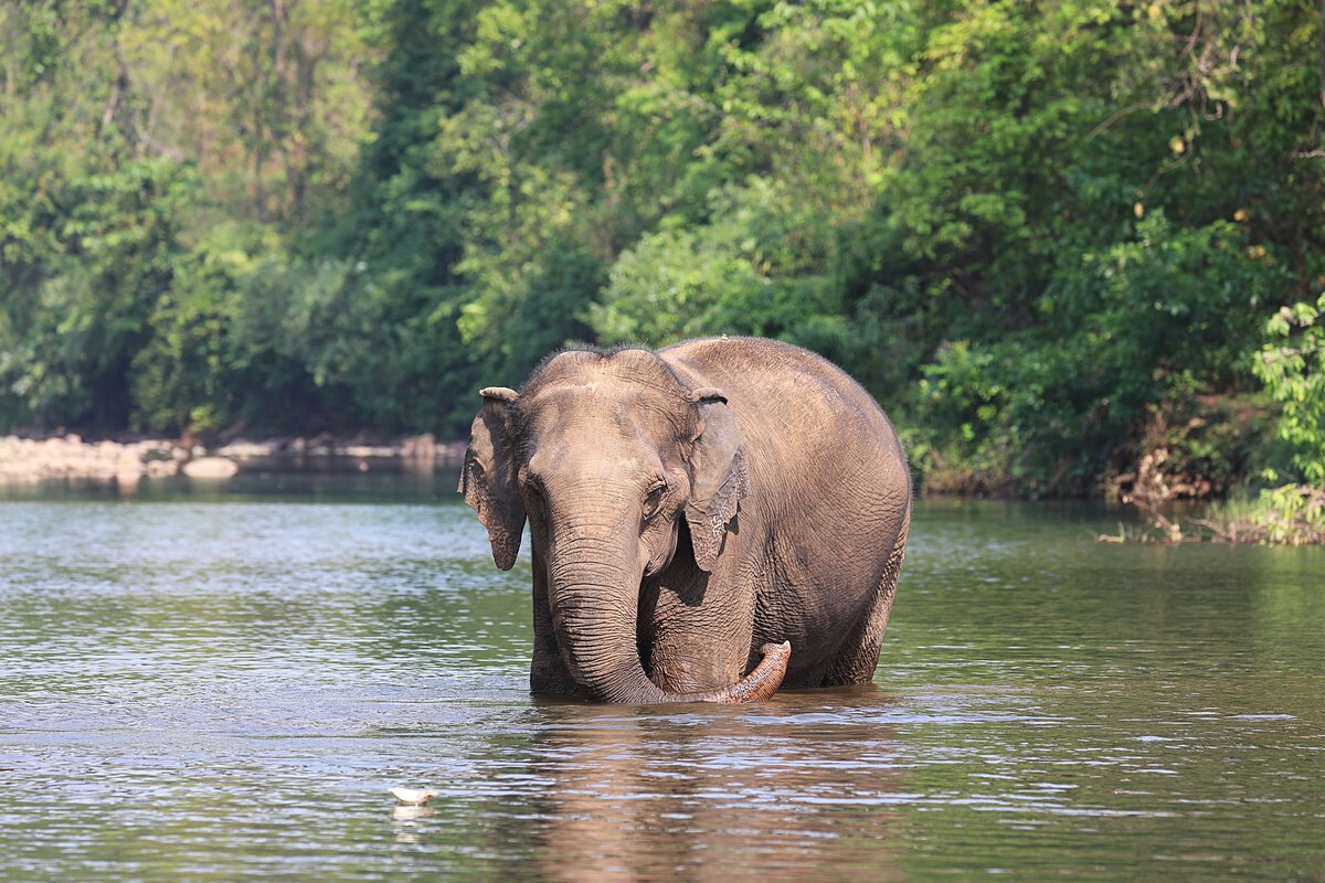 হাতির রাজ্যে অ্যাডভেঞ্চার ভ্রমণপিপাসুদের জন্য সেরা সংরক্ষিত বনাঞ্চলের খোঁজ 