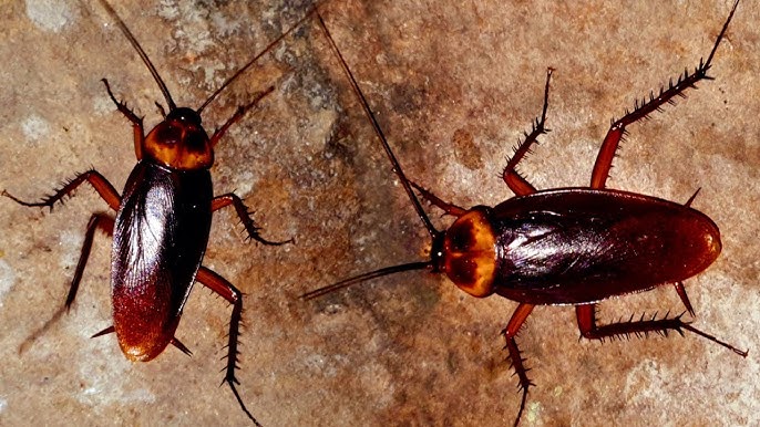 তেলাপোকা দূর করার সহজ ঘরোয়া উপায় মাত্র পাঁচ টাকায় মিলবে স্থায়ী সমাধান