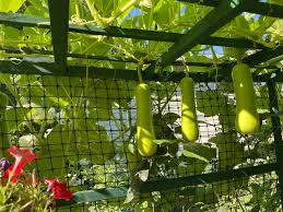 গরমের মরসুমে টবেই সব্জির বাগান: কোন কোন গাছ সহজে ফলাতে পারবেন