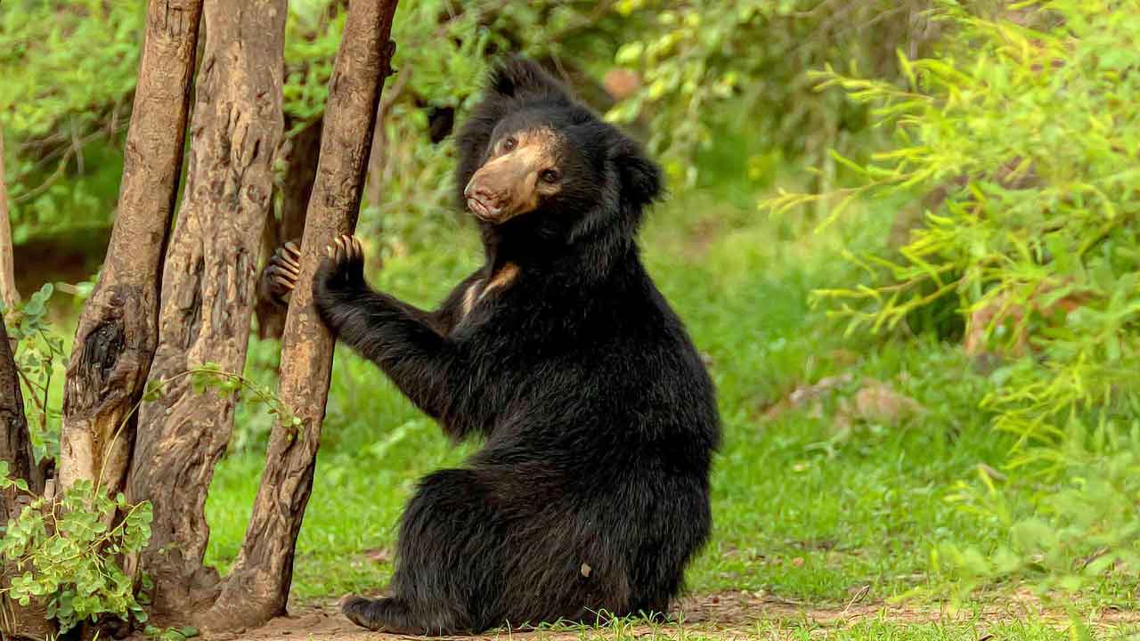 ভারতের নানা প্রান্তে ভালুকের জন্যও রয়েছে অভয়ারণ্য কোথায় কোথায় গেলে তাদের দেখা মিলতে পারে