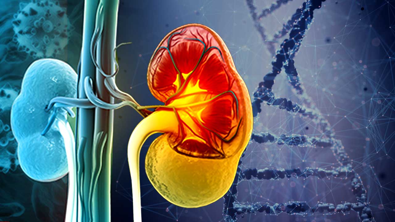 ডায়ালিসিস ছাড়াই সুস্থ হবে কিডনি! প্রতিস্থাপনের বদলে এক নতুন চিকিৎসা পদ্ধতি আসছে