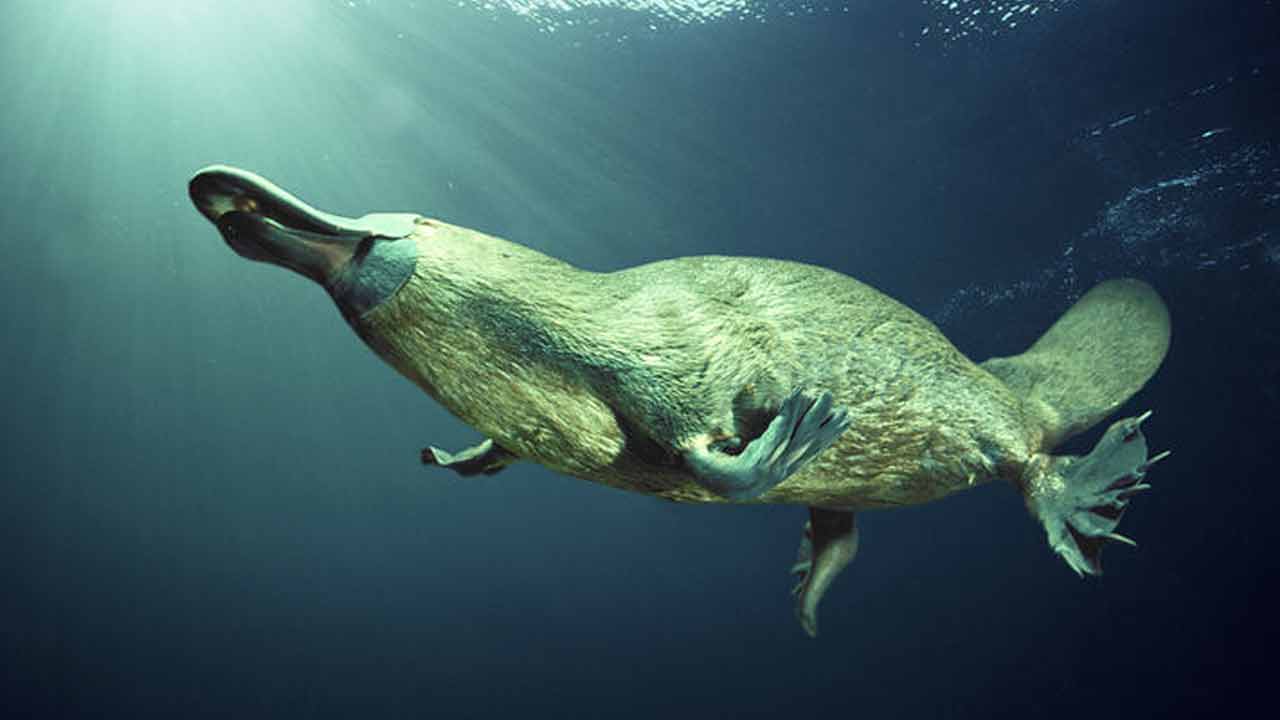 স্তন্যপায়ী হয়েও ডিম পাড়ে ঘামের মতো ঝরায় দুধ বিশ্বের আশ্চর্যতম প্রাণীর শরীরে লুকিয়ে অনেক রহস্য