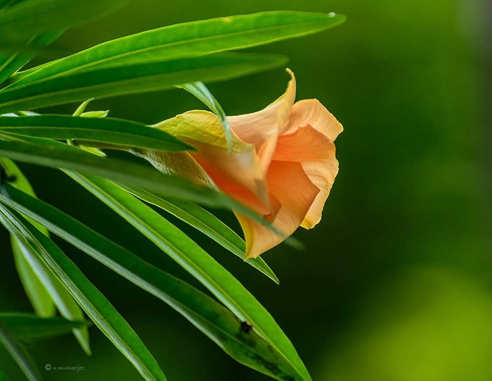 বিনা খরচে শায়েস্তা দাদ চুলকানি অর্শের জ্বালাযন্ত্রণা উপশম করুন কলক ফুল পাতা দিয়ে সাবধান বিষ থেকে