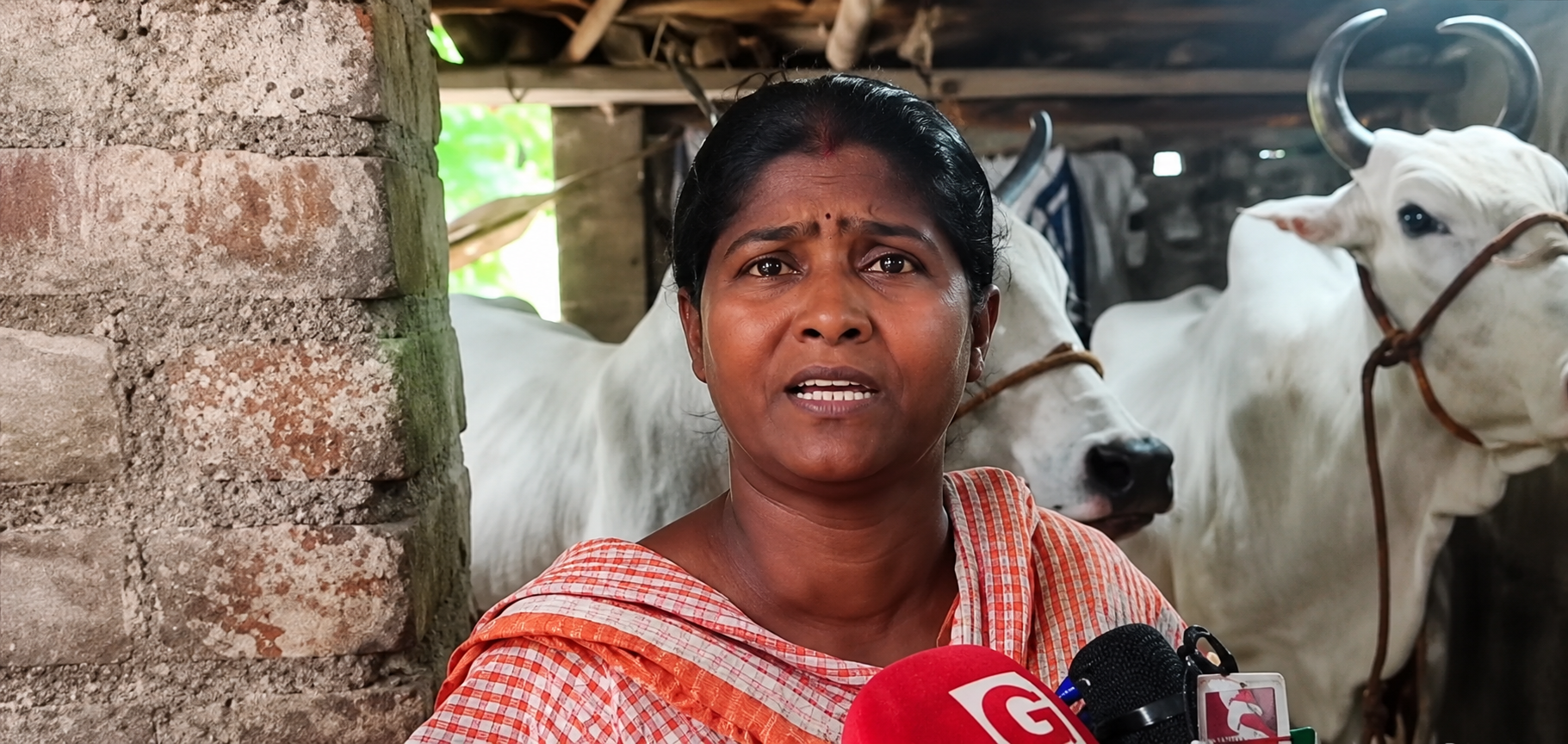 কুরবানির মরশুমে গরুর বাজারে ধাক্কা! মুসলিম ক্রেতাদের অনীহায় বিপাকে হিন্দু ব্যবসায়ীরা