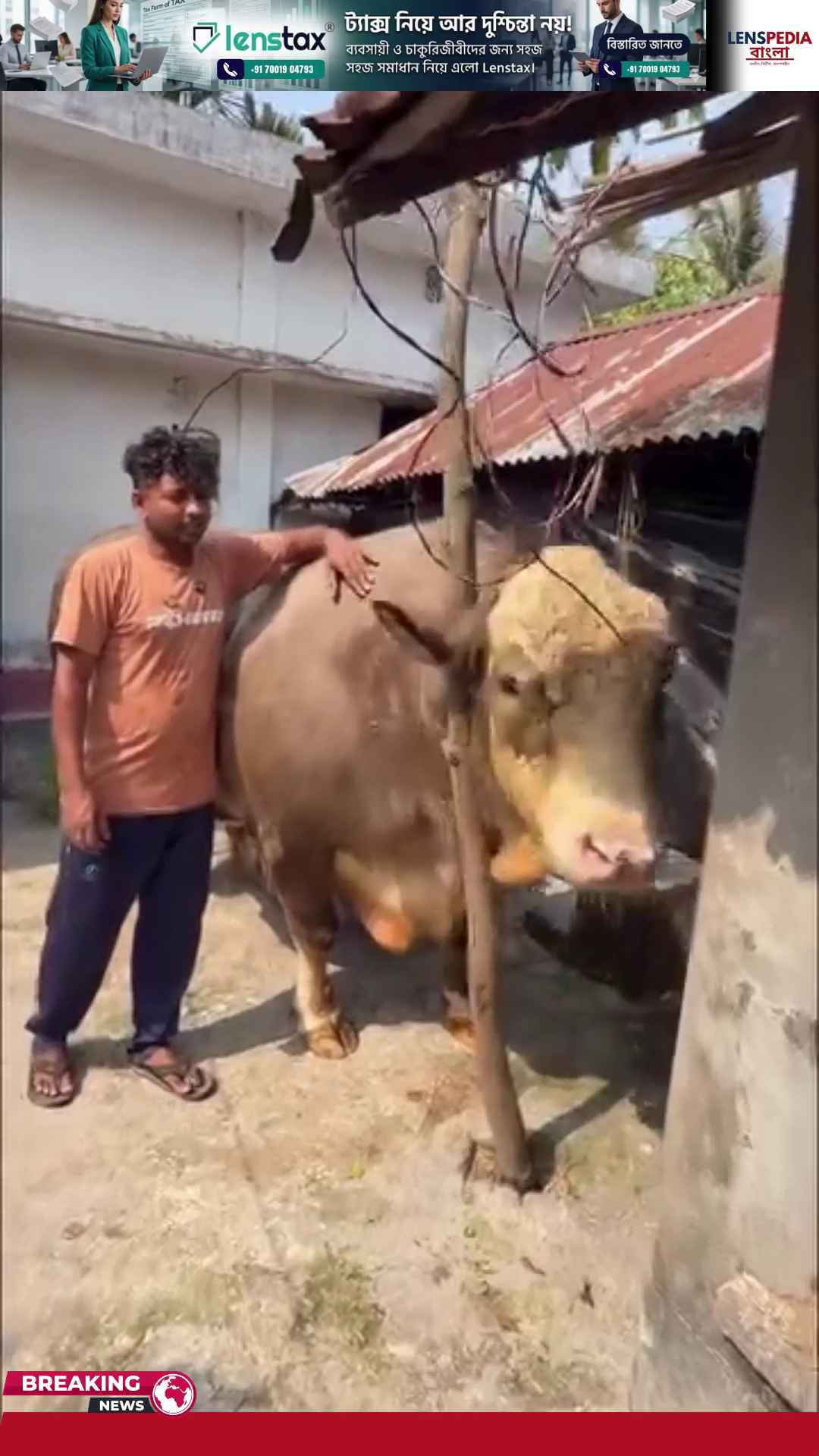 খুলনা বিভাগের সবচেয়ে বড় গরু ডুমুরিয়ার রাজা মানিক বিক্রি হবে বারো লাখে বিশাল আকৃতির এই গরুকে ঘিরে উৎসবের আমেজ  