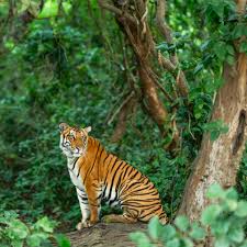 বক্সার জঙ্গলে আজ ‘রাজার প্রত্যাবর্তন’, জায়ান্ট স্ক্রিনে দেখানো হবে বাঘ ছাড়ার লাইভ ফুটেজ