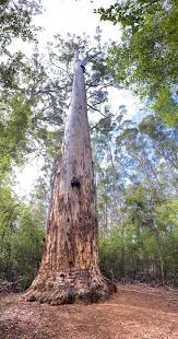 Chhattisgarh Tiger Reserve Finds 2,500 Trees Girdled; Satellite Images Reveal the Extent of Forest Damage