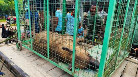 উদ্ধারের কয়েক ঘণ্টার মধ্যেই বিরল হায়নার রহস্যমৃত্যু, বনদপ্তরের ভূমিকা নিয়ে উঠছে প্রশ্ন