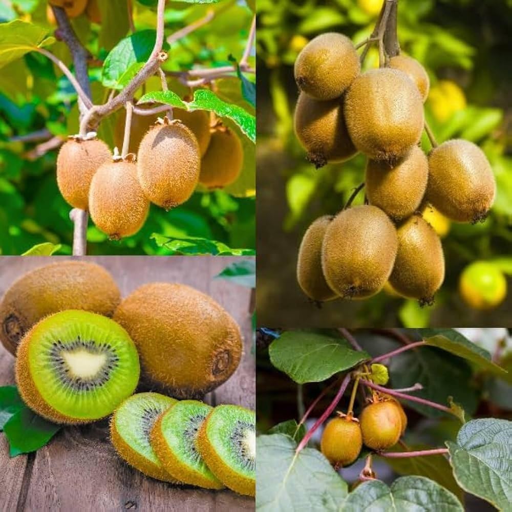 পাহাড়ে অ্যাভোকাডো, কিউয়ি ও অর্কিড চাষে জোর রাজ্যের, কৃষিতে নতুন সম্ভাবনা